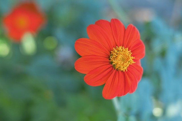 美送入网中 美送入网中