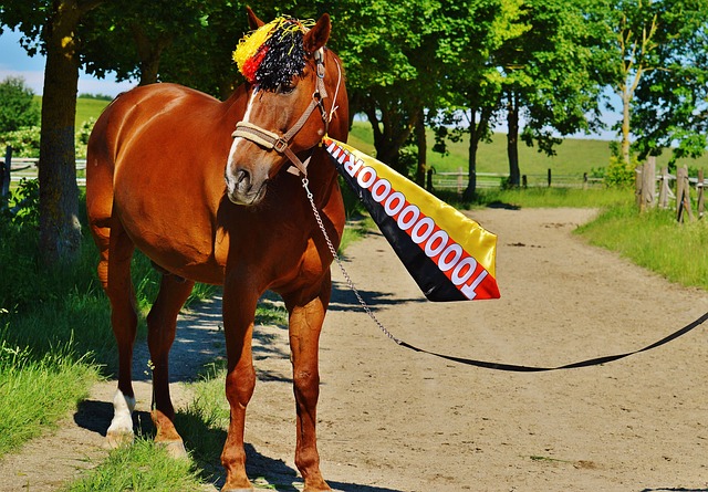 的得分和篮 的得分和篮
